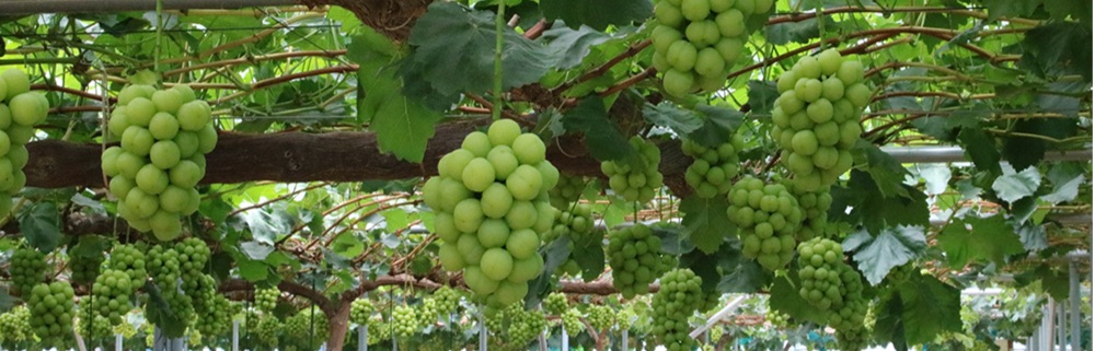 瀬戸ジャイアンツの葡萄棚