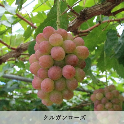 品種　クルガンローズ