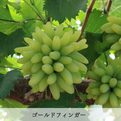 品種　ゴールドフィンガー