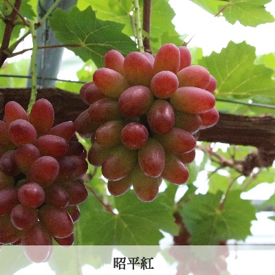 品種　昭平紅