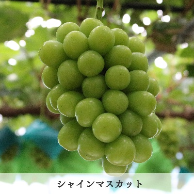 品種　シャインマスカット