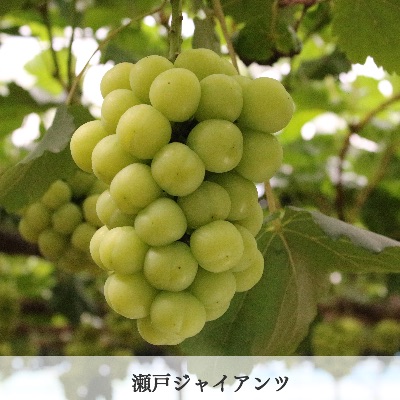 品種　瀬戸ジャイアンツ