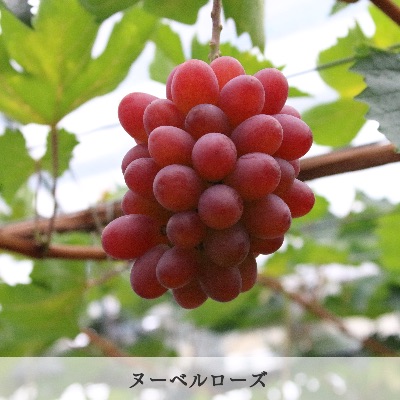 品種　ヌーベルローズ