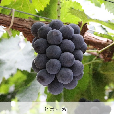 品種　ピオーネ