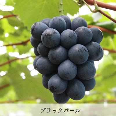 品種　ブラックパール