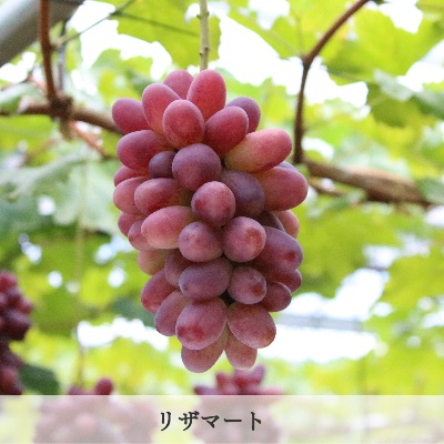 品種　リザマート
