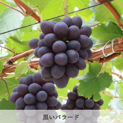 品種　黒いバラード