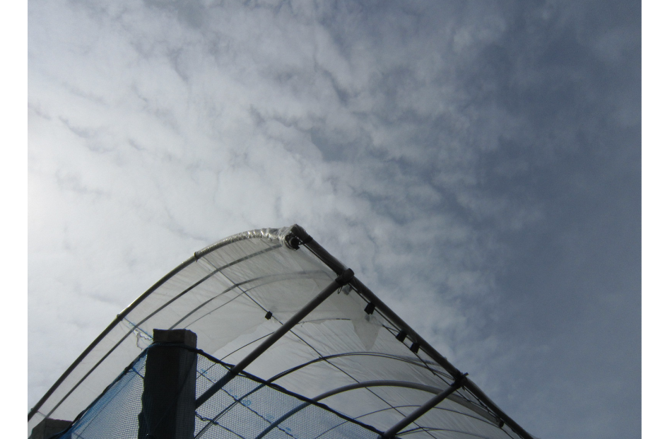 トンネル栽培　屋根を見上げて