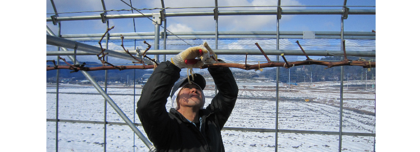 葡萄の枝を固定する