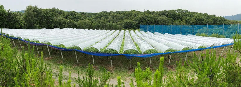 山のトンネル栽培パノラマ写真