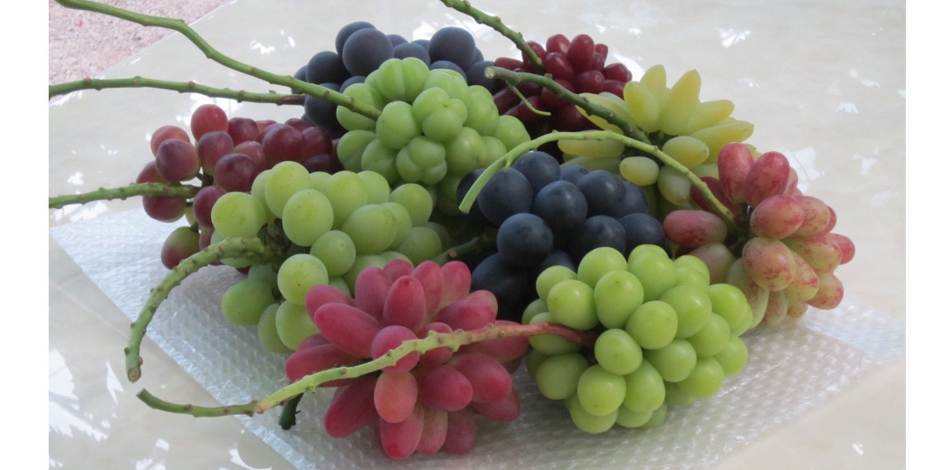 粒葡萄の詰め合わせ