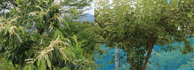 栗、枇杷育種中の写真